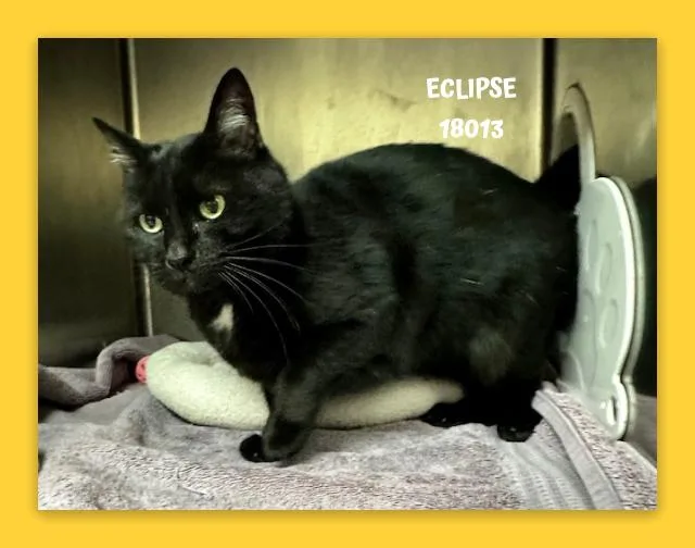 A senior small-sized female Black Domestic Short Hair cat named Eclipse for adoption in Marietta, GA