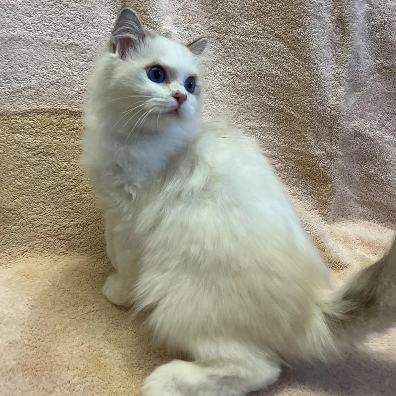 An adult small-sized female White Ragdoll cat named Ivhsstray for adoption in San Gabriel, CA
