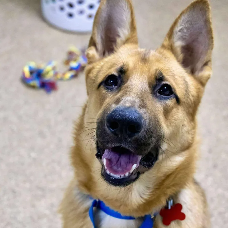 A young large-sized male German Shepherd Dog dog named Ozzy for adoption in Valparaiso, IN