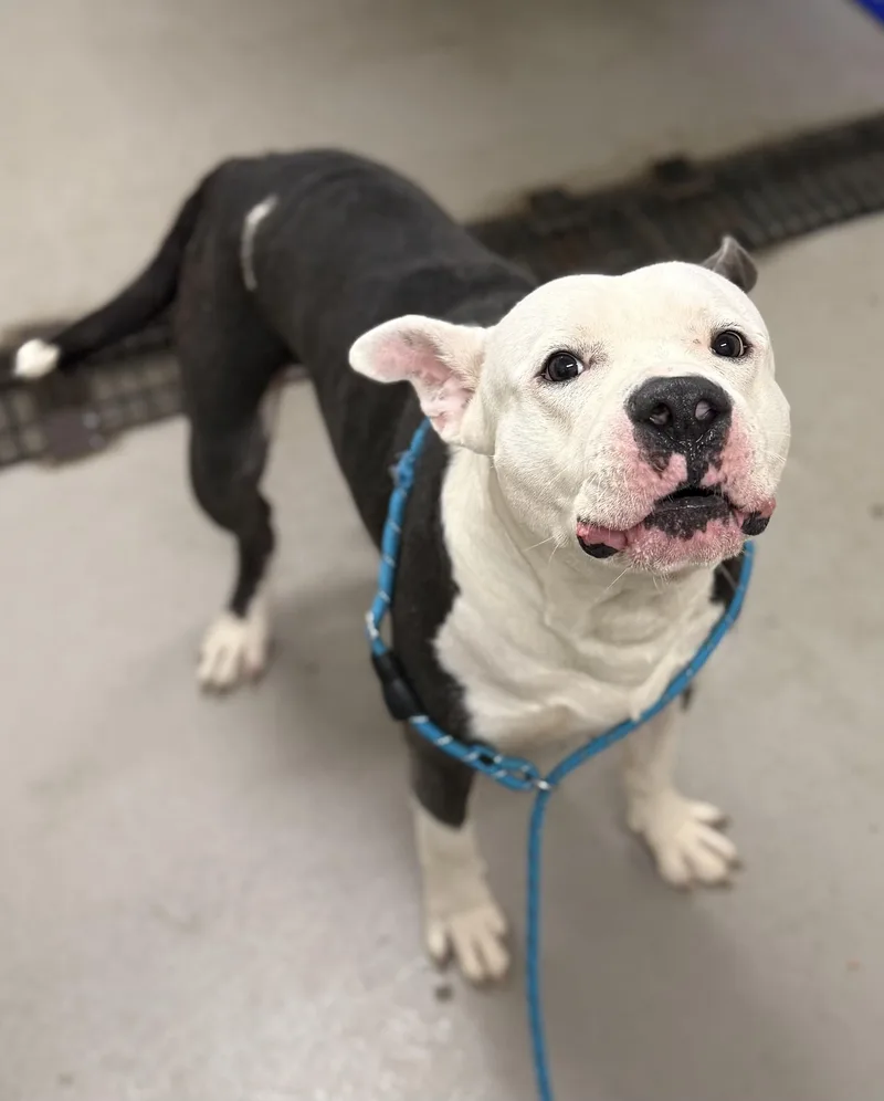 A young medium-sized male Black American Bully dog named Shane HOLD for adoption in Canton, OH