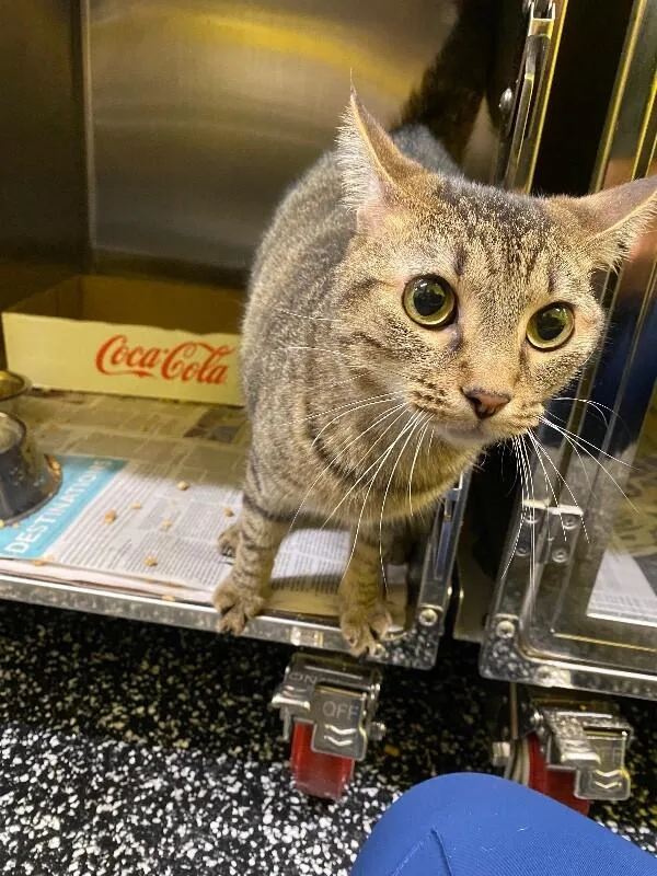 An adult medium-sized male Domestic Short Hair cat named Simon for adoption in Jackson, TN