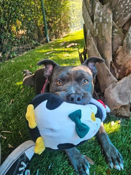 A senior large-sized male Terrier dog named SC Nighthawk for adoption in North Miami Beach, FL