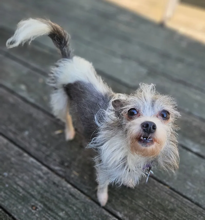 Sapphire thumbnail 5