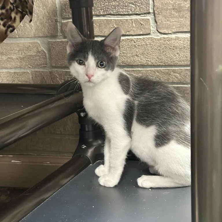A baby small-sized male Gray / Blue / Silver Domestic Short Hair cat named Me and Bobbie McGee for adoption in Davenport, IA