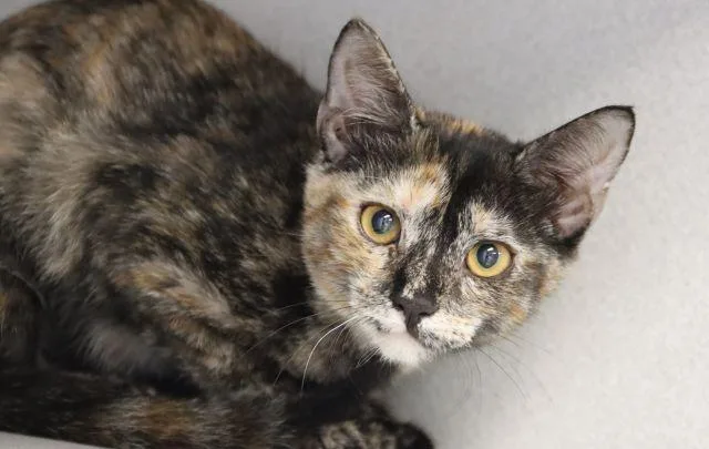 A baby small-sized female Domestic Short Hair cat named Puzzle for adoption in Tucson, AZ