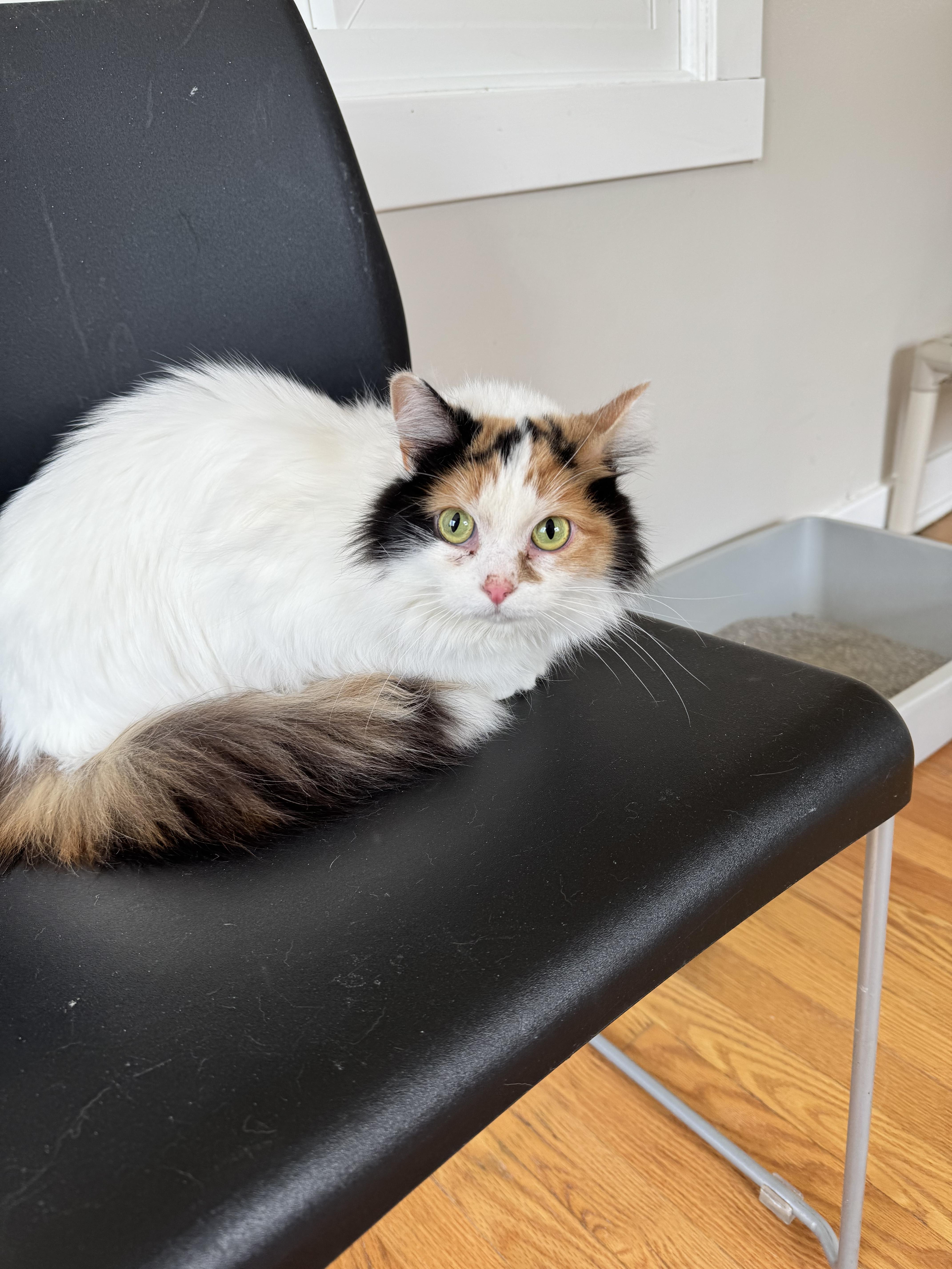 A young medium-sized female Calico Domestic Long Hair cat named Princess for adoption in Salem, OH