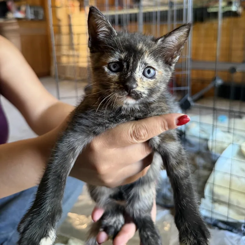 A baby small-sized female Tortoiseshell Domestic Short Hair cat named Masquerade for adoption in Carmel, IN