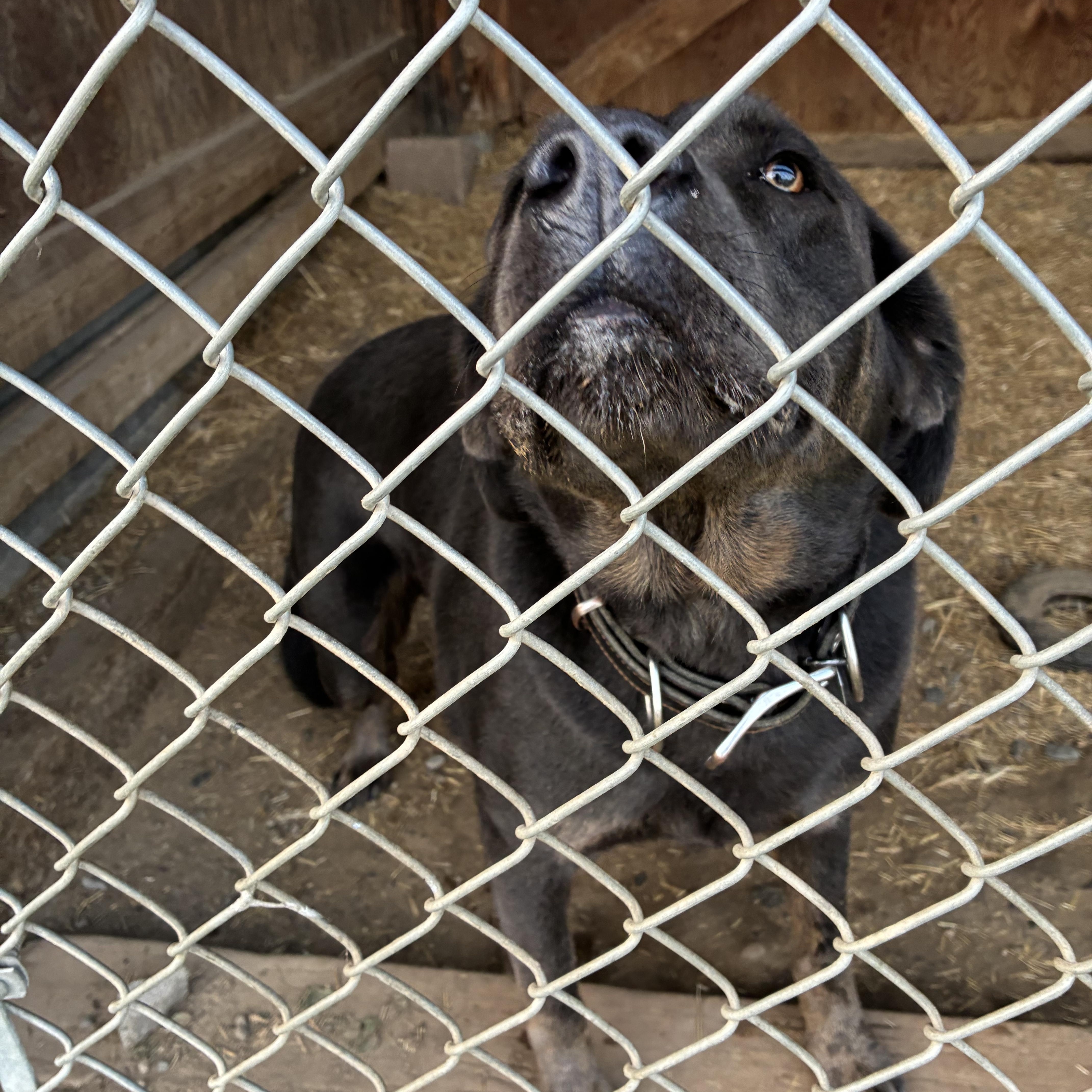 An adult large-sized male Brown / Chocolate Labrador Retriever dog named Eze for adoption in Bonners Ferry, ID