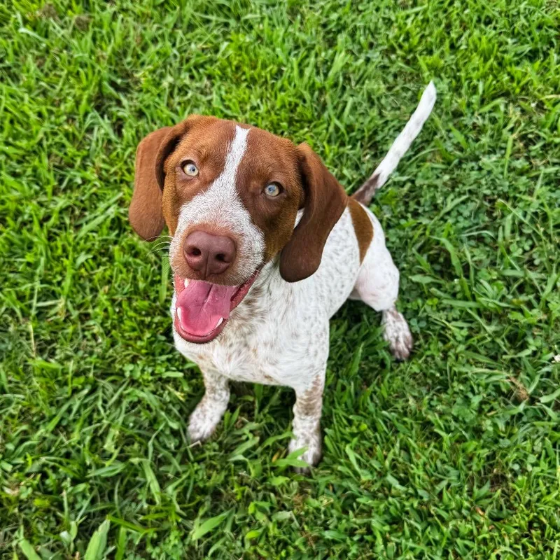 A young medium-sized male Red / Chestnut / Orange German Shorthaired Pointer dog named Wilder for adoption in Brownsboro, AL