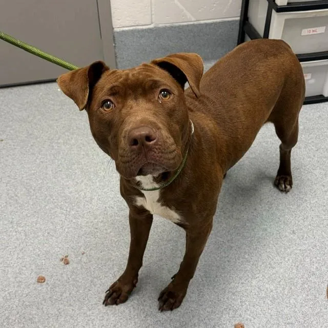 An adult large-sized female Pit Bull Terrier dog named Ginger for adoption in Indianapolis, IN