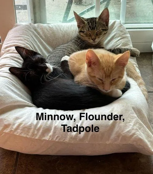 Flounder  Fondy Littr thumbnail 2