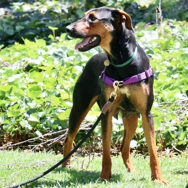 A young large-sized female Doberman Pinscher dog named Ladybug for adoption in Oakland, CA