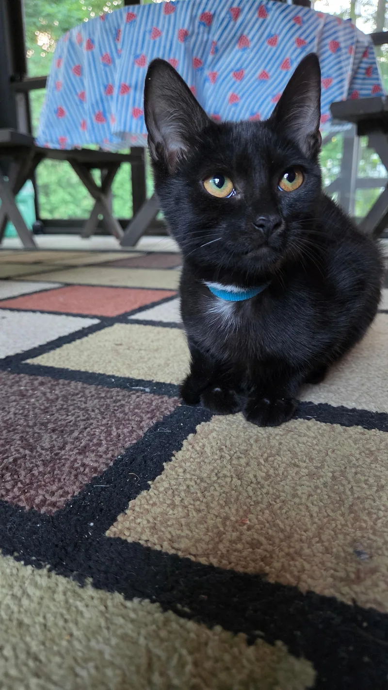 Bow Tie
