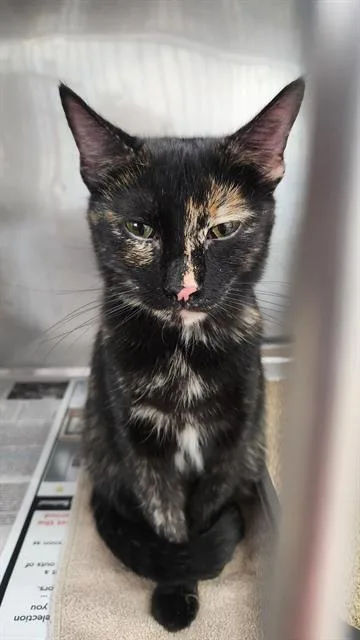 A young small-sized female Domestic Short Hair cat named Ivy for adoption in Phoenix, AZ