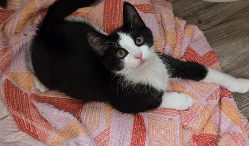 A baby medium-sized male Domestic Short Hair cat named Chrysanthemum for adoption in Lancaster, PA