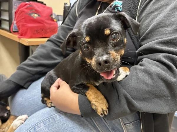 A young small-sized female Pug dog named Jenika for adoption in Oceanside, CA