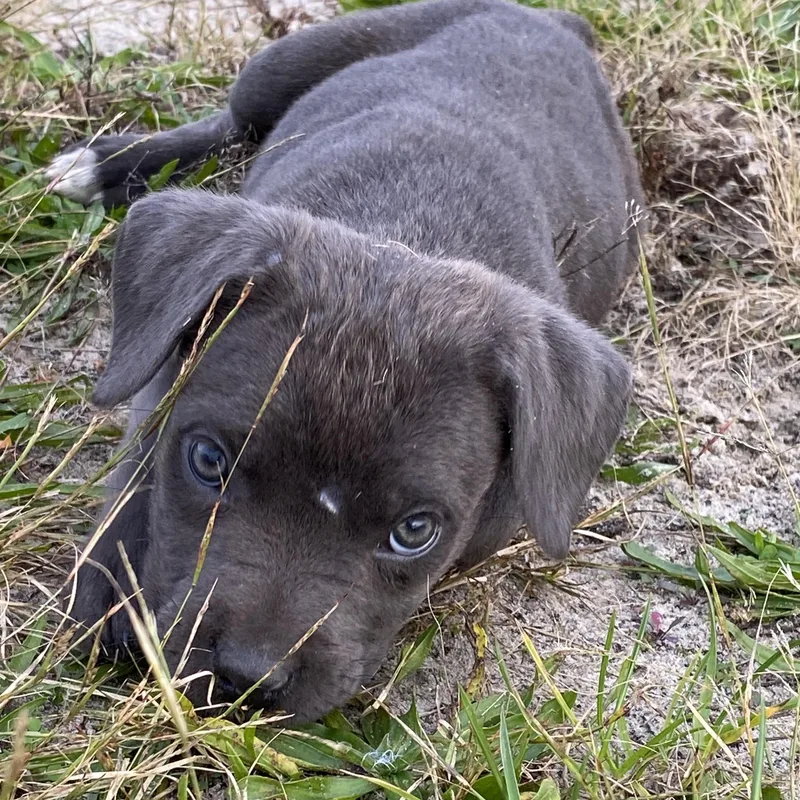 A baby large-sized female Cane Corso dog named Remy for adoption in Ewing, NJ
