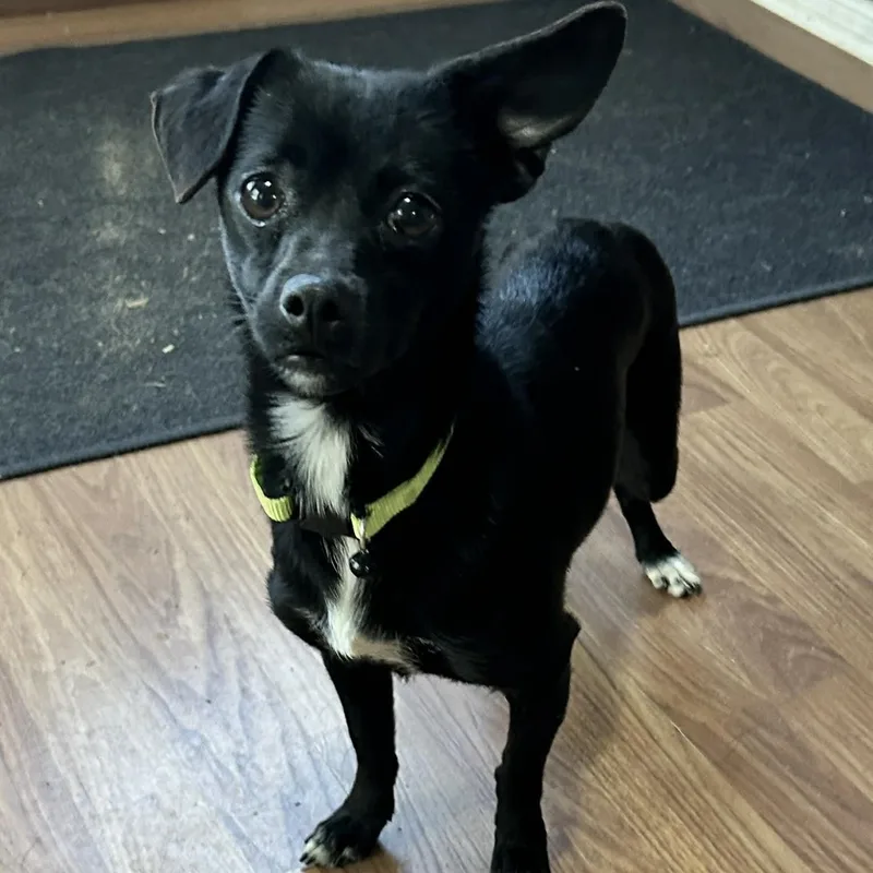 An adult small-sized female Chihuahua dog named Tori for adoption in Enfield, CT