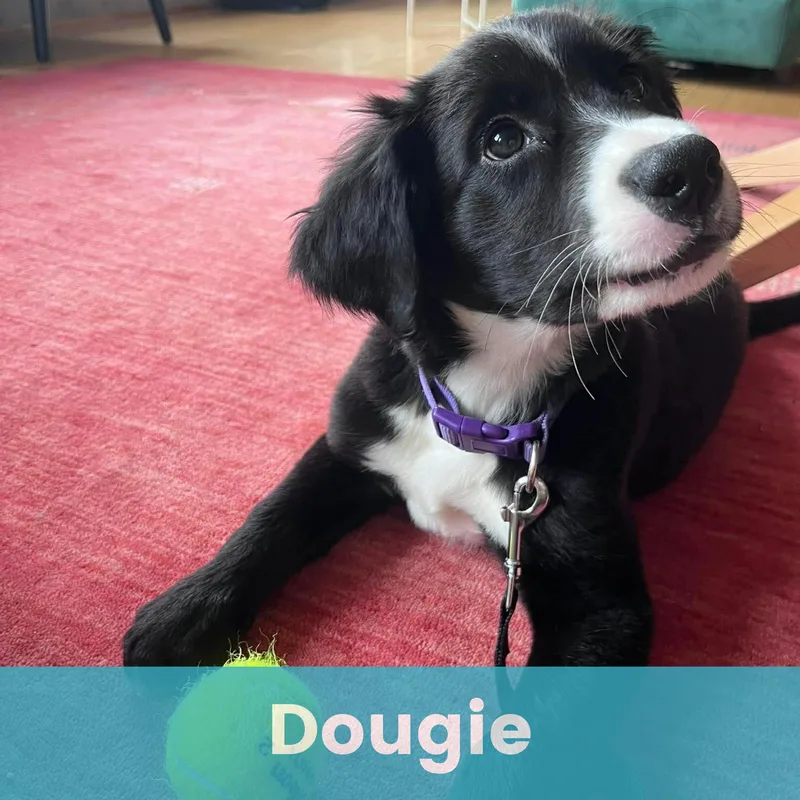 Dougie