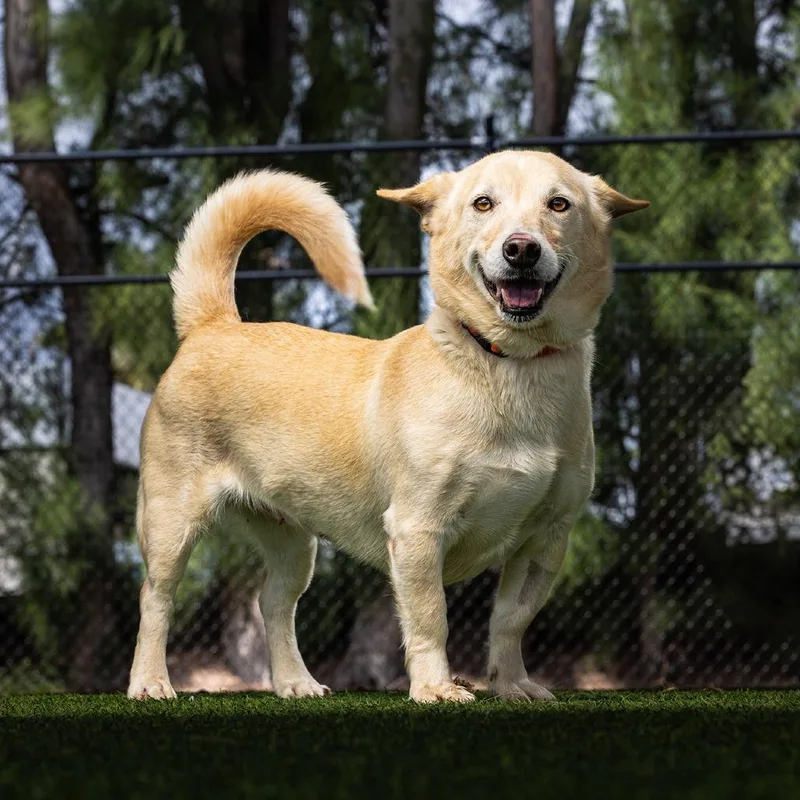 An adult medium-sized female White / Cream Cardigan Welsh Corgi dog named Minnie for adoption in Jupiter, FL