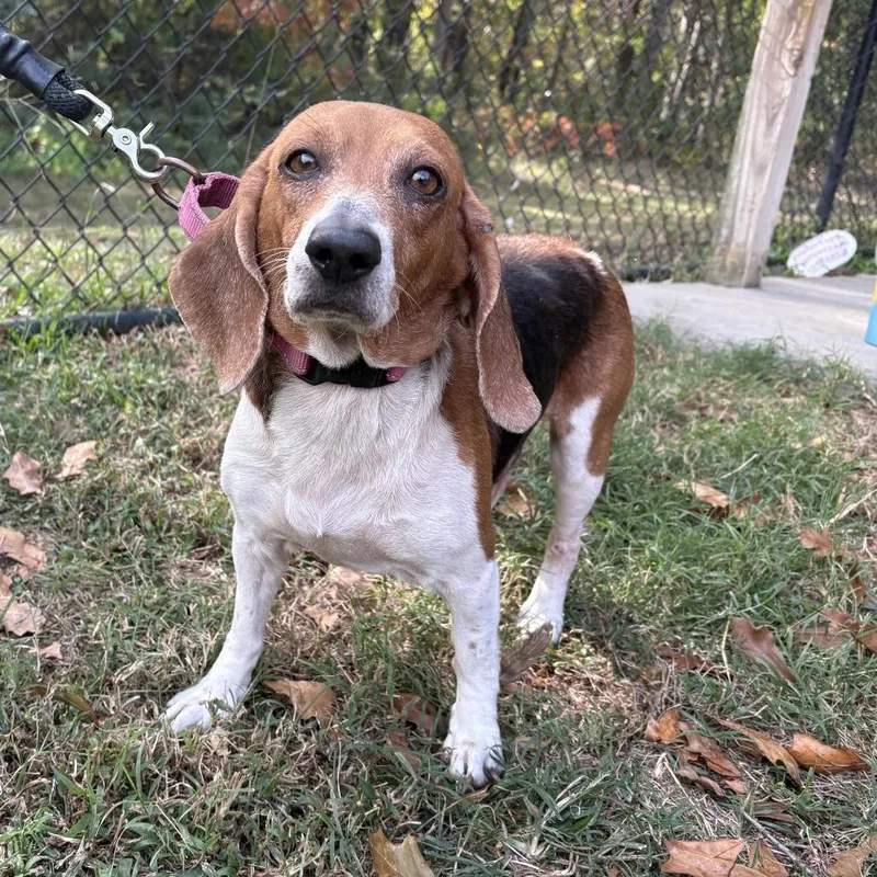 An adult small-sized female Brown / Chocolate Beagle dog named Little Ann for adoption in Cabot, AR