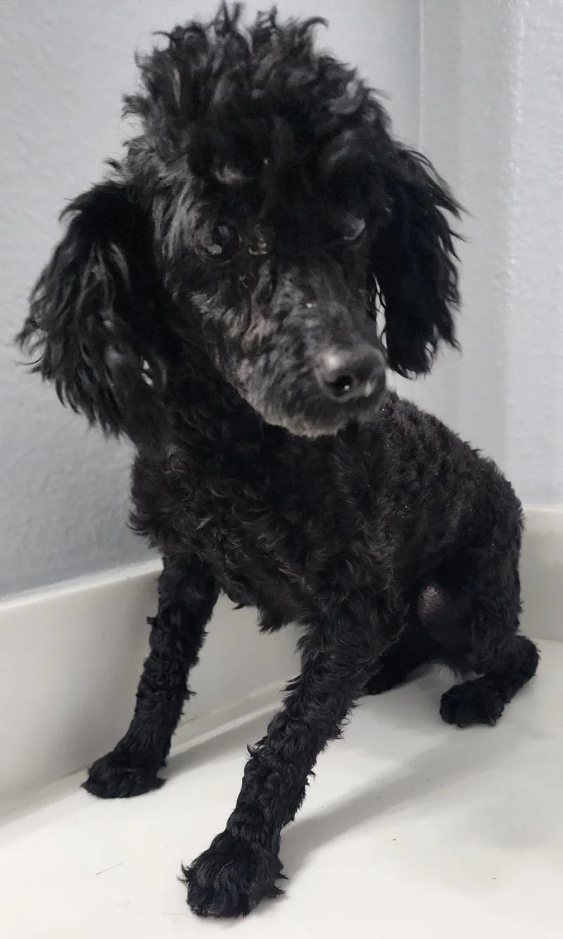 A young small-sized male Black Poodle dog named Georgie for adoption in Victorville, CA