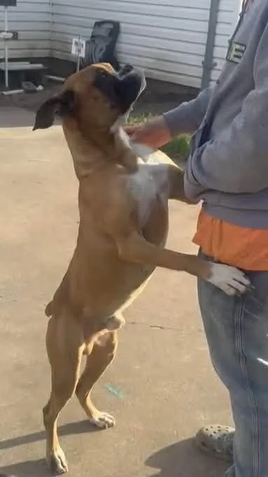 Drako Ii thumbnail 4