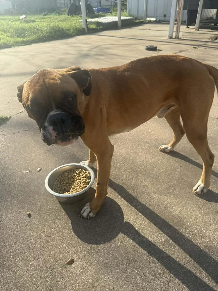 Drako Ii thumbnail 5