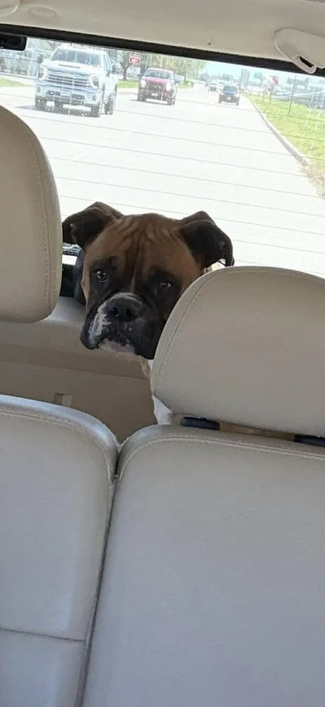 Drako Ii thumbnail 6