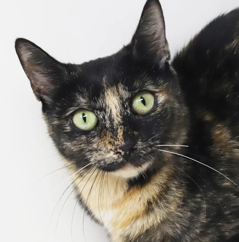 A young medium-sized female Tortoiseshell cat named Autumn our love for adoption in Bedford Hills, NY
