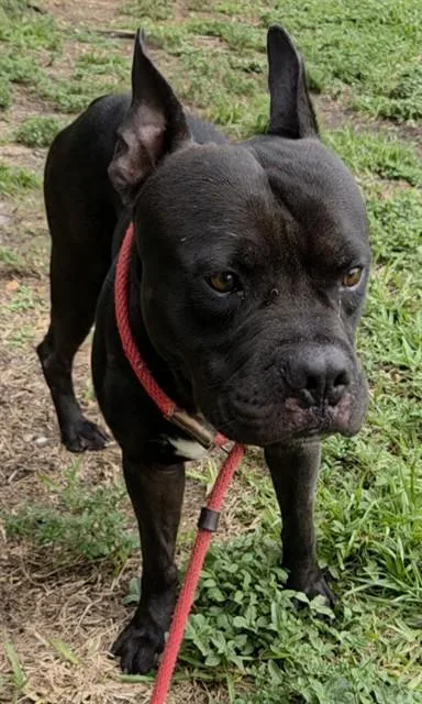 An adult medium-sized male American Staffordshire Terrier dog named Toroe for adoption in Fort Lauderdale, FL