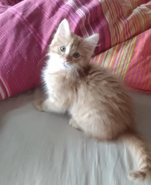 A baby medium-sized female Domestic Medium Hair cat named Orange Blossom for adoption in Youngsville, NC
