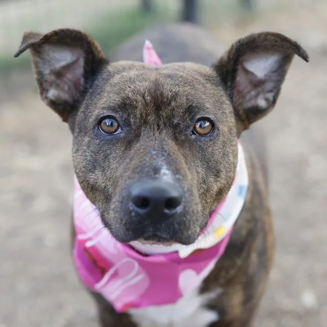 A young medium-sized female American Staffordshire Terrier dog named Hazel for adoption in San Antonio, TX