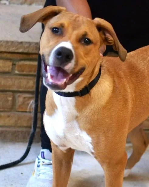 A young medium-sized male Hound dog named Scout for adoption in Germantown, TN