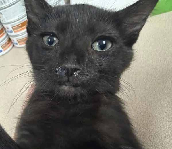A baby small-sized female Domestic Short Hair cat named Amber for adoption in Salisbury, MD