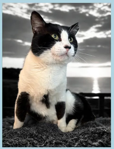 Bubba thumbnail 3