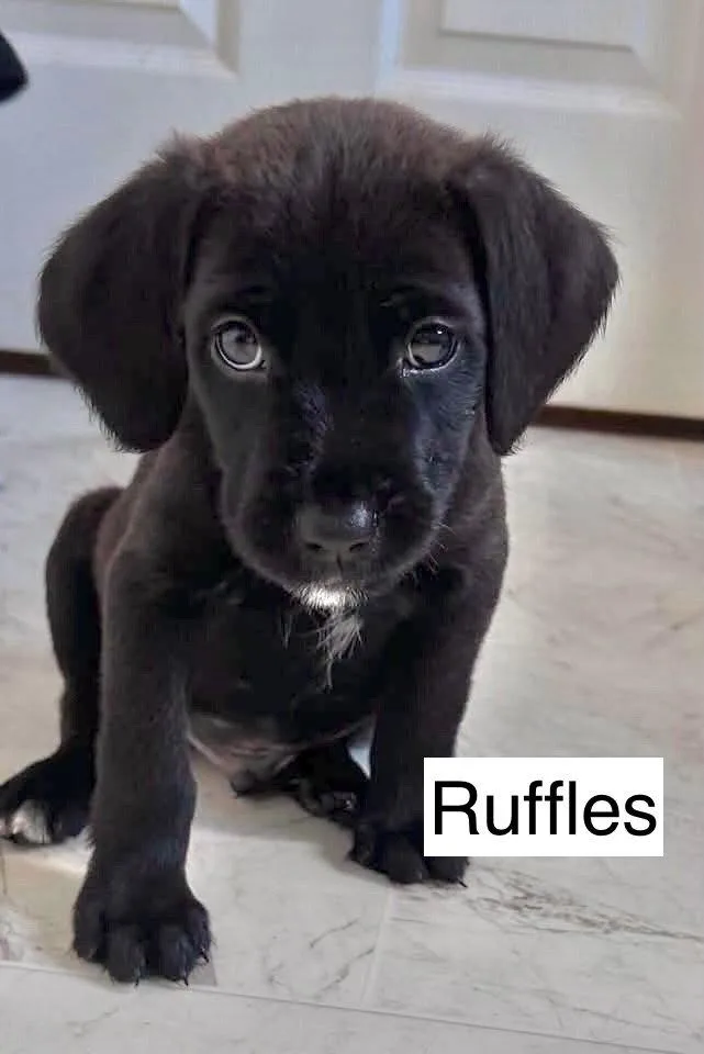 Ruffles thumbnail 2