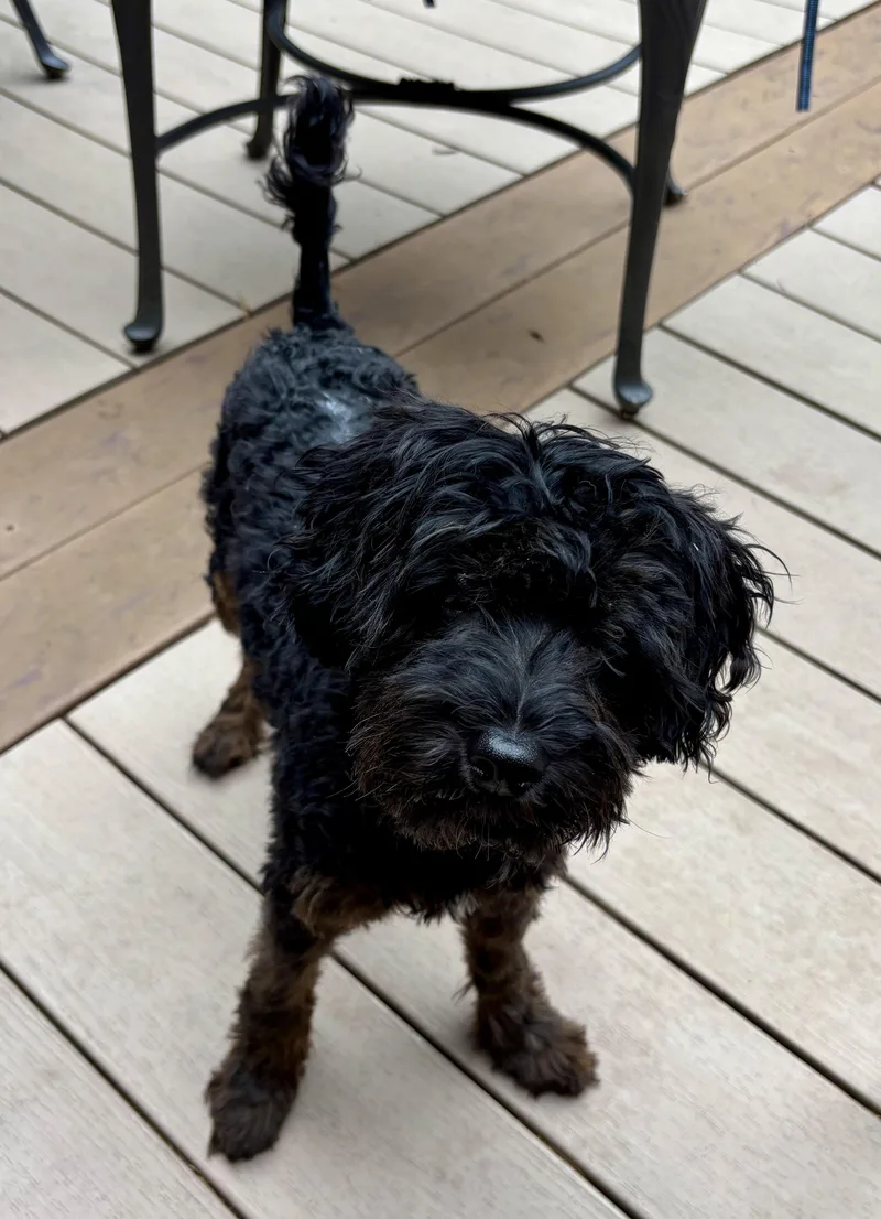 A young small-sized male Poodle (Toy) dog named Louie for adoption in Paramus, NJ