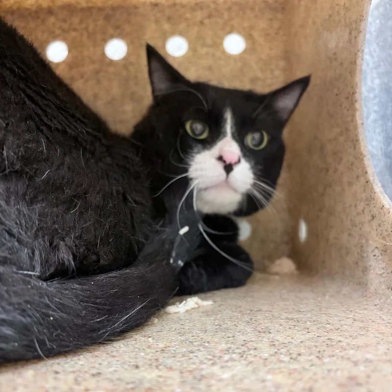 A senior large-sized male Black Domestic Short Hair cat named Karaoke for adoption in Reno, NV