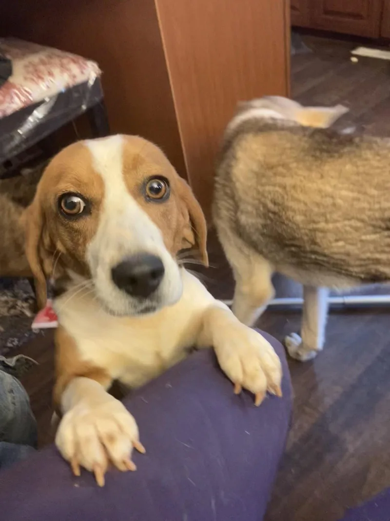 Thaddeus thumbnail 3