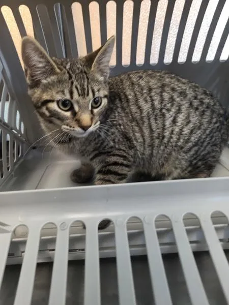 A baby medium-sized female Domestic Short Hair cat named Kd Sienna for adoption in Lawrenceville, GA
