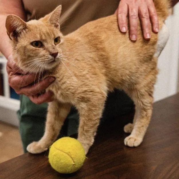 A young small-sized male Buff / Tan / Fawn Domestic Short Hair cat named Felix for adoption in Mocksville, NC