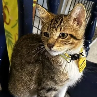 A baby medium-sized male Tabby (Buff / Tan / Fawn) Tabby cat named Jamie  Sweet Little for adoption in Hoquiam, WA
