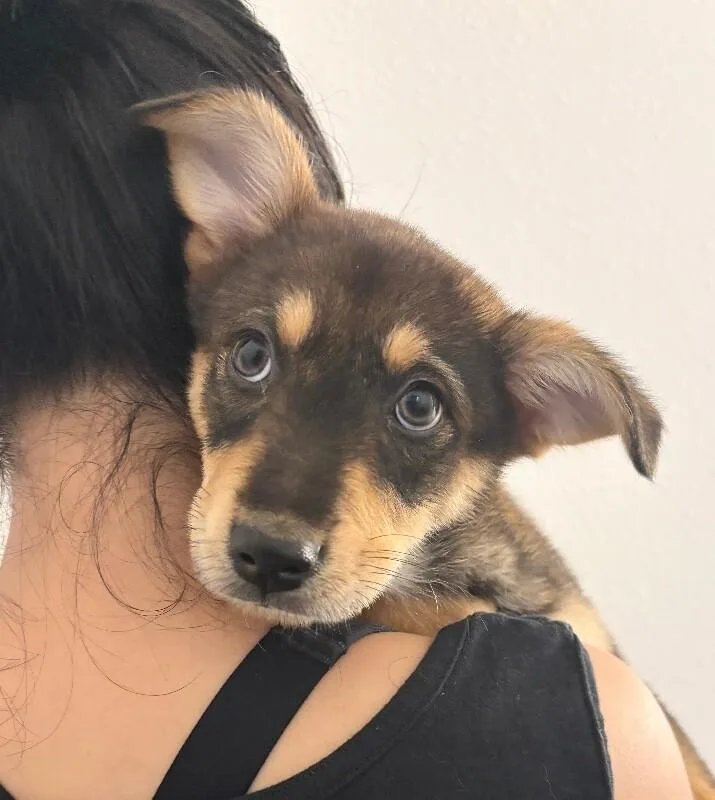 A baby medium-sized female Black German Shepherd Dog dog named Foxy for adoption in Van Nuys, CA