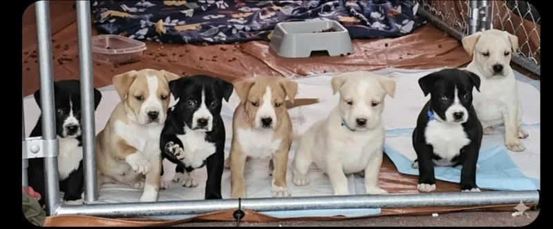 Five.puppies