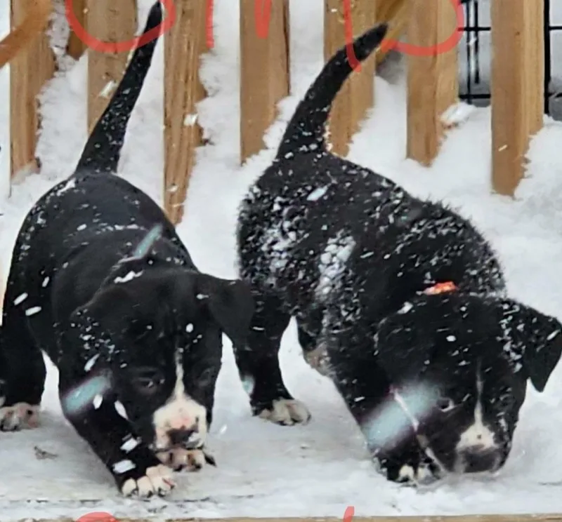 Five.puppies thumbnail 4