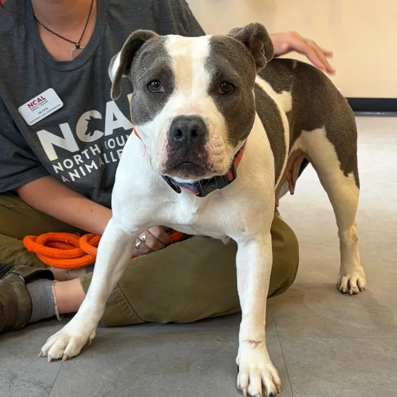 An adult medium-sized female White / Cream English Bulldog dog named Waffles for adoption in Morrisville, VT