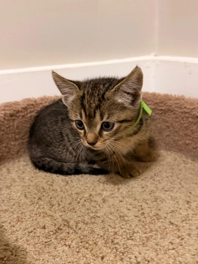 A baby small-sized male Domestic Short Hair cat named Fluffernoodle for adoption in Newnan, GA