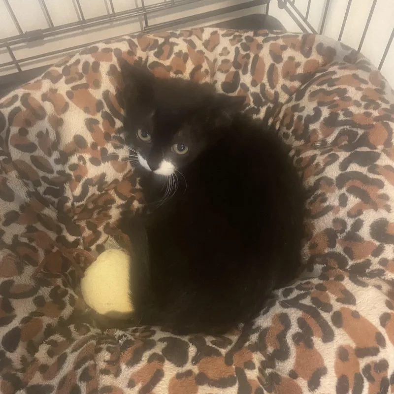 A baby small-sized female Black & White / Tuxedo Domestic Short Hair cat named Tina for adoption in Troy, NY