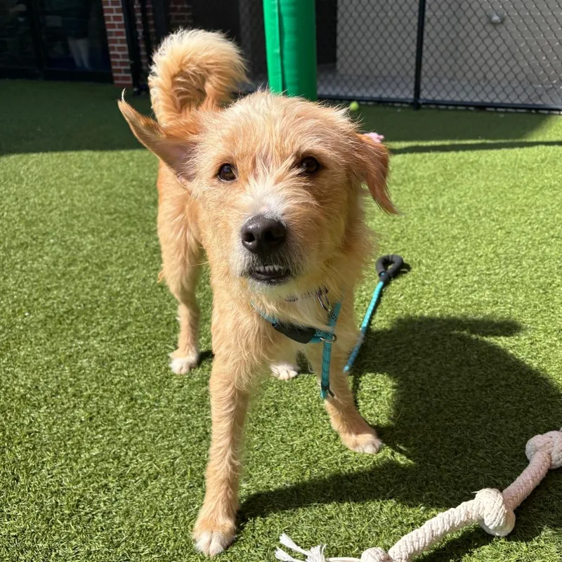 An adult medium-sized male Yellow / Tan / Blond / Fawn Mixed Breed dog named Rooster for adoption in Washington Township, OH